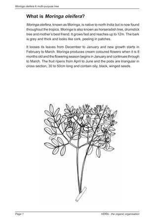 Moringa oleifera A multi-purpose tree
Page 1 HDRA - the organic organisation
What is Moringa oleifera?
Moringa oleifera, known as Moringa, is native to north India but is now found
throughout the tropics. Moringa is also known as horseradish tree, drumstick
tree and mother’s best friend. It grows fast and reaches up to 12m. The bark
is grey and thick and looks like cork, peeling in patches.
It looses its leaves from December to January and new growth starts in
February to March. Moringa produces cream coloured flowers when it is 8
months old and the flowering season begins in January and continues through
to March. The fruit ripens from April to June and the pods are triangular in
cross section, 30 to 50cm long and contain oily, black, winged seeds.
 