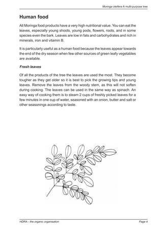 Moringa oleifera A multi-purpose tree
HDRA - the organic organisation Page 4
Human food
All Moringa food products have a very high nutritional value. You can eat the
leaves, especially young shoots, young pods, flowers, roots, and in some
species even the bark. Leaves are low in fats and carbohydrates and rich in
minerals, iron and vitamin B.
It is particularly useful as a human food because the leaves appear towards
the end of the dry season when few other sources of green leafy vegetables
are available.
Fresh leaves
Of all the products of the tree the leaves are used the most. They become
tougher as they get older so it is best to pick the growing tips and young
leaves. Remove the leaves from the woody stem, as this will not soften
during cooking. The leaves can be used in the same way as spinach. An
easy way of cooking them is to steam 2 cups of freshly picked leaves for a
few minutes in one cup of water, seasoned with an onion, butter and salt or
other seasonings according to taste.
 