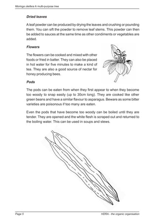 Moringa oleifera A multi-purpose tree
Page 5 HDRA - the organic organisation
Dried leaves
A leaf powder can be produced by drying the leaves and crushing or pounding
them. You can sift the powder to remove leaf stems. This powder can then
be added to sauces at the same time as other condiments or vegetables are
added.
Flowers
The flowers can be cooked and mixed with other
foods or fried in batter. They can also be placed
in hot water for five minutes to make a kind of
tea. They are also a good source of nectar for
honey producing bees.
Pods
The pods can be eaten from when they first appear to when they become
too woody to snap easily (up to 30cm long). They are cooked like other
green beans and have a similar flavour to asparagus. Beware as some bitter
varieties are poisonous if too many are eaten.
Even the pods that have become too woody can be boiled until they are
tender. They are opened and the white flesh is scraped out and returned to
the boiling water. This can be used in soups and stews.
 