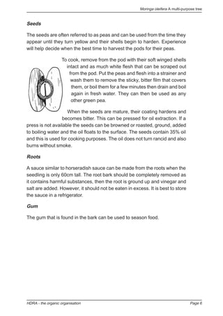 Moringa oleifera A multi-purpose tree
HDRA - the organic organisation Page 6
Seeds
The seeds are often referred to as peas and can be used from the time they
appear until they turn yellow and their shells begin to harden. Experience
will help decide when the best time to harvest the pods for their peas.
To cook, remove from the pod with their soft winged shells
intact and as much white flesh that can be scraped out
from the pod. Put the peas and flesh into a strainer and
wash them to remove the sticky, bitter film that covers
them, or boil them for a few minutes then drain and boil
again in fresh water. They can then be used as any
other green pea.
When the seeds are mature, their coating hardens and
becomes bitter. This can be pressed for oil extraction. If a
press is not available the seeds can be browned or roasted, ground, added
to boiling water and the oil floats to the surface. The seeds contain 35% oil
and this is used for cooking purposes. The oil does not turn rancid and also
burns without smoke.
Roots
A sauce similar to horseradish sauce can be made from the roots when the
seedling is only 60cm tall. The root bark should be completely removed as
it contains harmful substances, then the root is ground up and vinegar and
salt are added. However, it should not be eaten in excess. It is best to store
the sauce in a refrigerator.
Gum
The gum that is found in the bark can be used to season food.
 