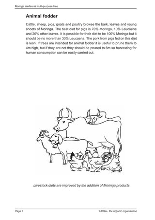 Moringa oleifera A multi-purpose tree
Page 7 HDRA - the organic organisation
Animal fodder
Cattle, sheep, pigs, goats and poultry browse the bark, leaves and young
shoots of Moringa. The best diet for pigs is 70% Moringa, 10% Leucaena
and 20% other leaves. It is possible for their diet to be 100% Moringa but it
should be no more than 30% Leucaena. The pork from pigs fed on this diet
is lean. If trees are intended for animal fodder it is useful to prune them to
4m high, but if they are not they should be pruned to 6m so harvesting for
human consumption can be easily carried out.
Livestock diets are improved by the addition of Moringa products
 