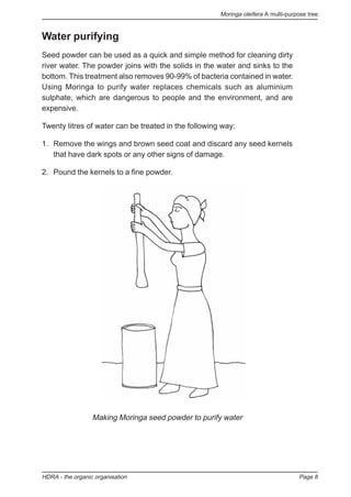 Moringa oleifera A multi-purpose tree
HDRA - the organic organisation Page 8
Water purifying
Seed powder can be used as a quick and simple method for cleaning dirty
river water. The powder joins with the solids in the water and sinks to the
bottom. This treatment also removes 90-99% of bacteria contained in water.
Using Moringa to purify water replaces chemicals such as aluminium
sulphate, which are dangerous to people and the environment, and are
expensive.
Twenty litres of water can be treated in the following way:
1. Remove the wings and brown seed coat and discard any seed kernels
that have dark spots or any other signs of damage.
2. Pound the kernels to a fine powder.
Making Moringa seed powder to purify water
 