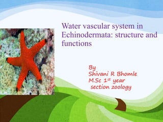 Water vascular system in
Echinodermata: structure and
functions
By
Shivani R Bhomle
M.Sc 1st year
section zoology
 