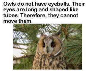 Owls do not have eyeballs. Their
eyes are long and shaped like
tubes. Therefore, they cannot
move them.
 