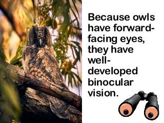 Because owls
have forward-
facing eyes,
they have
well-
developed
binocular
vision.
 