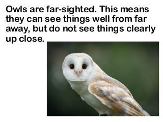 Owls are far-sighted. This means
they can see things well from far
away, but do not see things clearly
up close.
 