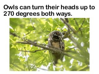 Owls can turn their heads up to
270 degrees both ways.
 