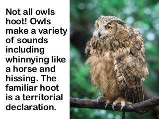 Not all owls
hoot! Owls
make a variety
of sounds
including
whinnying like
a horse and
hissing. The
familiar hoot
is a territorial
declaration.
 