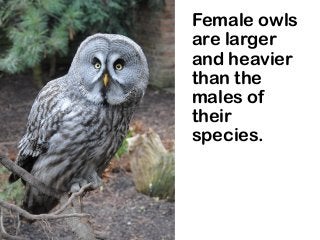 Female owls
are larger
and heavier
than the
males of
their
species.
 