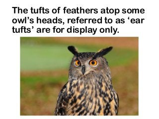 The tufts of feathers atop some
owl’s heads, referred to as ‘ear
tufts’ are for display only.
 