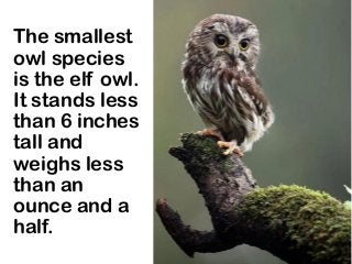 The smallest
owl species
is the elf owl.
It stands less
than 6 inches
tall and
weighs less
than an
ounce and a
half.
 
