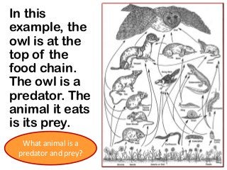 In this
example, the
owl is at the
top of the
food chain.
The owl is a
predator. The
animal it eats
is its prey.
What animal is a
predator and prey?
 