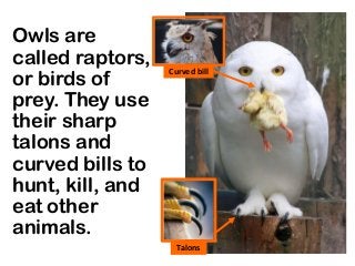 Owls are
called raptors,
or birds of
prey. They use
their sharp
talons and
curved bills to
hunt, kill, and
eat other
animals.
Curved bill
Talons
 