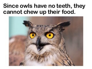 Since owls have no teeth, they
cannot chew up their food.
 