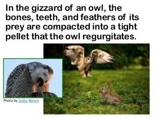 In the gizzard of an owl, the
bones, teeth, and feathers of its
prey are compacted into a tight
pellet that the owl regurgitates.
Photo by Leslie Abram
 