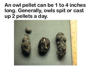 An owl pellet can be 1 to 4 inches
long. Generally, owls spit or cast
up 2 pellets a day.
 