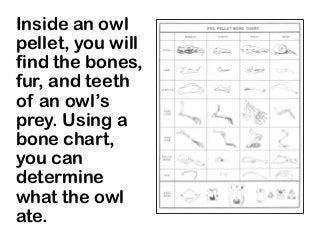 Inside an owl
pellet, you will
find the bones,
fur, and teeth
of an owl’s
prey. Using a
bone chart,
you can
determine
what the owl
ate.
 