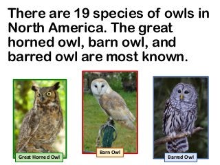 There are 19 species of owls in
North America. The great
horned owl, barn owl, and
barred owl are most known.
Great Horned Owl
Barn Owl
Barred Owl
 