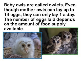 Baby owls are called owlets. Even
though mother owls can lay up to
14 eggs, they can only lay 1 a day.
The number of eggs laid depends
on the amount of food supply
available.
 