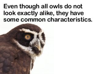 Even though all owls do not
look exactly alike, they have
some common characteristics.
 