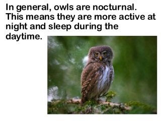 In general, owls are nocturnal.
This means they are more active at
night and sleep during the
daytime.
 
