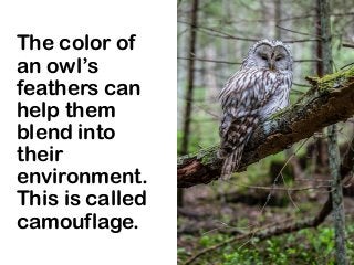 The color of
an owl’s
feathers can
help them
blend into
their
environment.
This is called
camouflage.
 