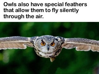 Owls also have special feathers
that allow them to fly silently
through the air.
 