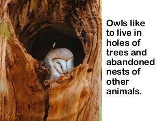 Owls like
to live in
holes of
trees and
abandoned
nests of
other
animals.
 