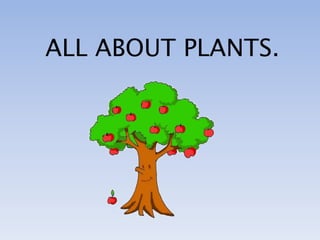 ALL ABOUT PLANTS.
 