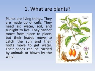 buy vanilla plant Vanilla planifolia — Ecuagenera USA Corp