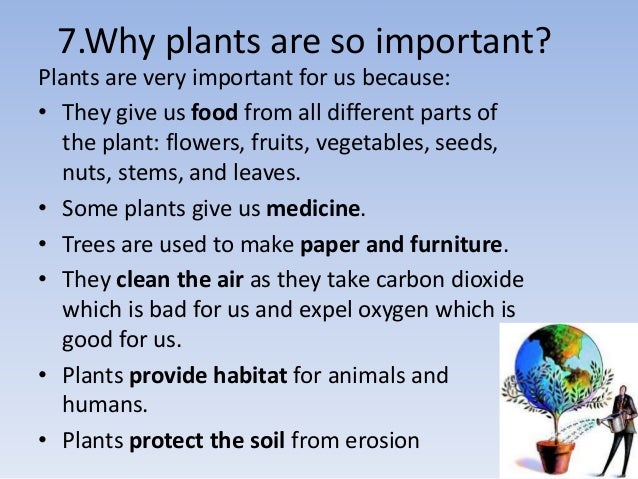 Why are plants important?