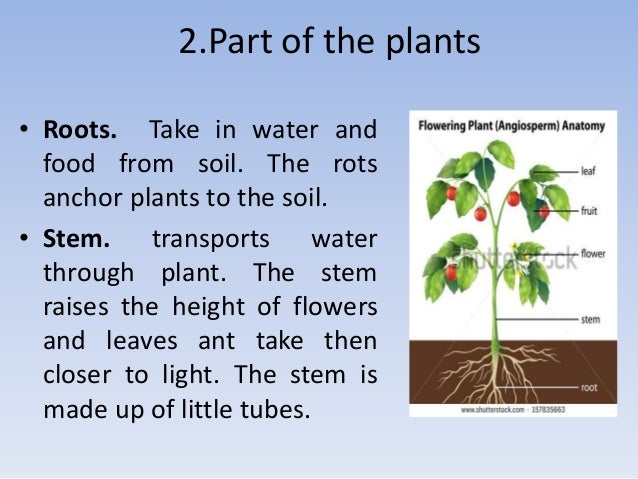 all about plants all about plants