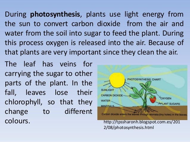 all about plants all about plants