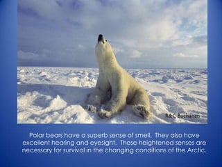 Polar bears have a superb sense of smell. They also have
excellent hearing and eyesight. These heightened senses are
necessary for survival in the changing conditions of the Arctic.
 