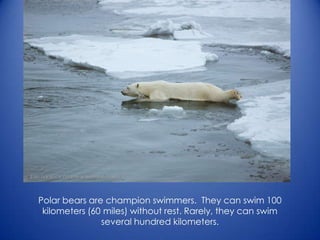 Polar bears are champion swimmers. They can swim 100
kilometers (60 miles) without rest. Rarely, they can swim
several hundred kilometers.
 