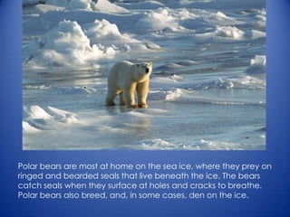 Polar bears are most at home on the sea ice, where they prey on
ringed and bearded seals that live beneath the ice. The bears
catch seals when they surface at holes and cracks to breathe.
Polar bears also breed, and, in some cases, den on the ice.
 