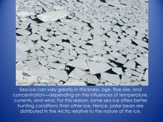 Sea ice can vary greatly in thickness, age, floe size, and
concentration—depending on the influences of temperature,
currents, and wind. For this reason, some sea ice offers better
hunting conditions than other ice. Hence, polar bears are
distributed in the Arctic relative to the nature of the ice.
 