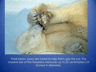 Polar bears’ paws are furred to help them grip the ice. The
massive size of the forepaws measures up to 25 centimeters (10
inches) in diameter.
 