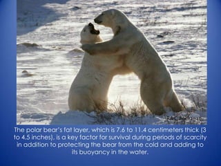 The polar bear’s fat layer, which is 7.6 to 11.4 centimeters thick (3
to 4.5 inches), is a key factor for survival during periods of scarcity
in addition to protecting the bear from the cold and adding to
its buoyancy in the water.
 