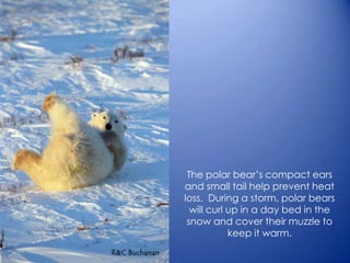 The polar bear’s compact ears
and small tail help prevent heat
loss. During a storm, polar bears
will curl up in a day bed in the
snow and cover their muzzle to
keep it warm.
 