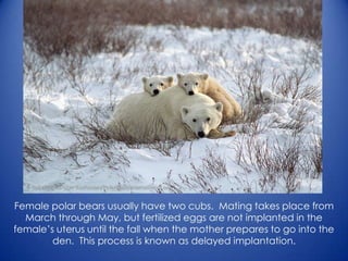 Female polar bears usually have two cubs. Mating takes place from
March through May, but fertilized eggs are not implanted in the
female’s uterus until the fall when the mother prepares to go into the
den. This process is known as delayed implantation.
 