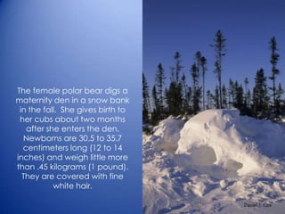 The female polar bear digs a
maternity den in a snow bank
in the fall. She gives birth to
her cubs about two months
after she enters the den.
Newborns are 30.5 to 35.7
centimeters long (12 to 14
inches) and weigh little more
than .45 kilograms (1 pound).
They are covered with fine
white hair.
 