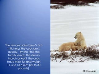 The female polar bear’s rich
milk helps the cubs grow
quickly. By the time the
family leaves the den in
March or April, the cubs
have thick fur and weigh
11.3 to 13.6 kilos (25 to 30
pounds).
 