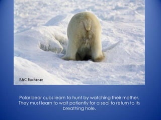 Polar bear cubs learn to hunt by watching their mother.
They must learn to wait patiently for a seal to return to its
breathing hole.
 