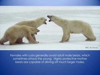 Females with cubs generally avoid adult male bears, which
sometimes attack the young. Highly protective mother
bears are capable of driving off much larger males.
 