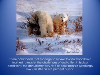 Those polar bears that manage to survive to adulthood have
learned to master the challenges of arctic life. In typical
conditions, the annual mortality rate of adult bears is surprisingly
low – as little as five percent a year.
 