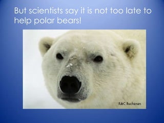 But scientists say it is not too late to
help polar bears!
 