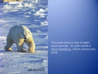 The polar bear is one of eight
bear species. Its Latin name is
Ursus maritimus, which means sea
bear.
 