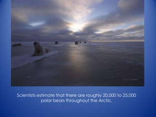 Scientists estimate that there are roughly 20,000 to 25,000
polar bears throughout the Arctic.
 