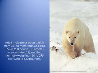 Adult male polar bears weigh
from 351 to more than 544 kilos
(775-1,200 pounds). Females
are considerably smaller,
normally weighing 150 to 295
kilos (330 to 650 pounds).
 